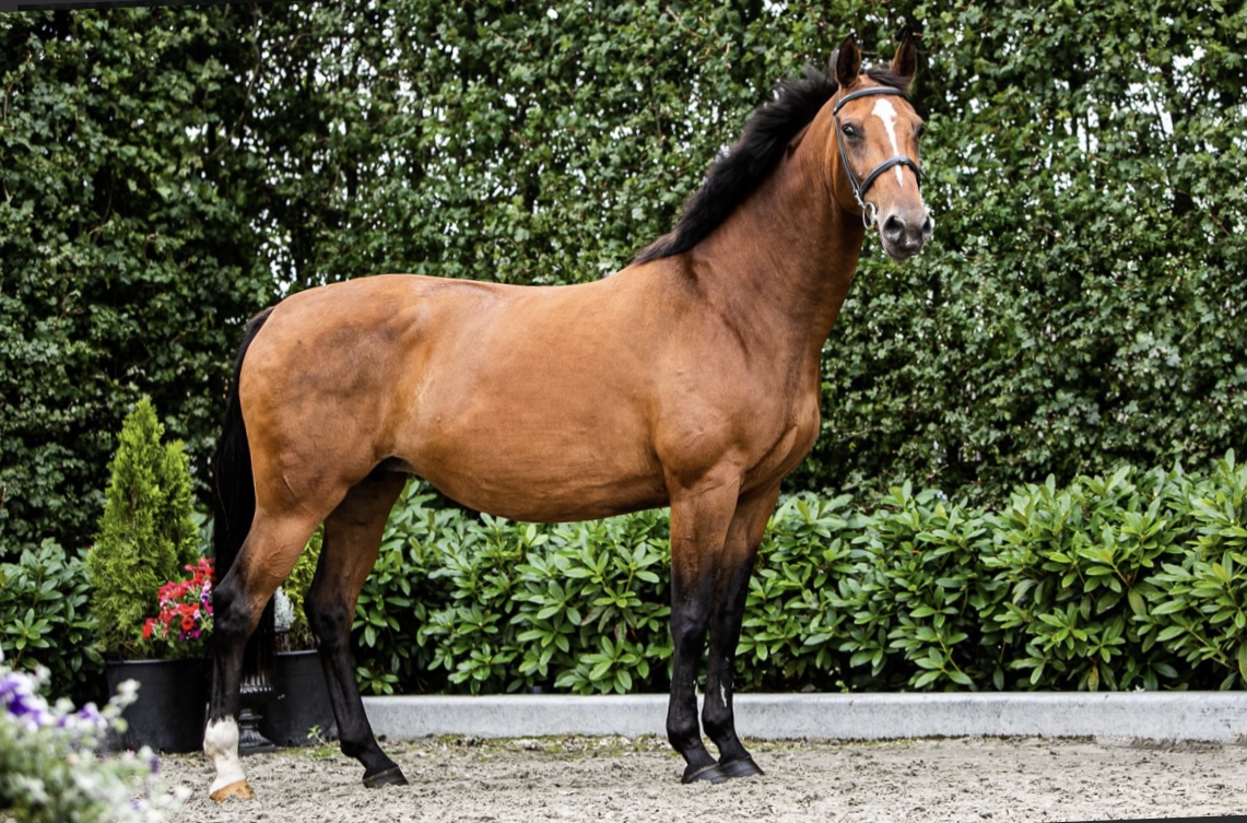 Stal de Klomperhof | Training, verkoop en fokkerij van springpaarden.