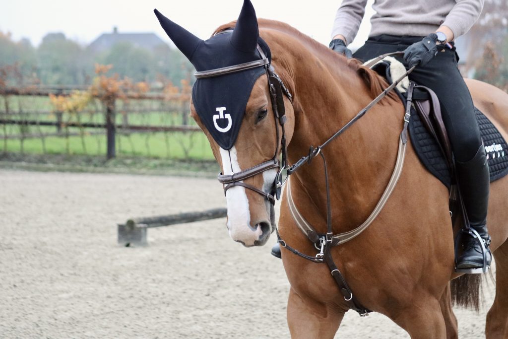 Stal de Klomperhof | Training, verkoop en fokkerij van springpaarden.