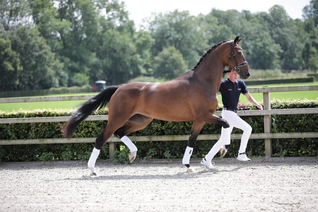 Stal de Klomperhof | Training, verkoop en fokkerij van springpaarden.