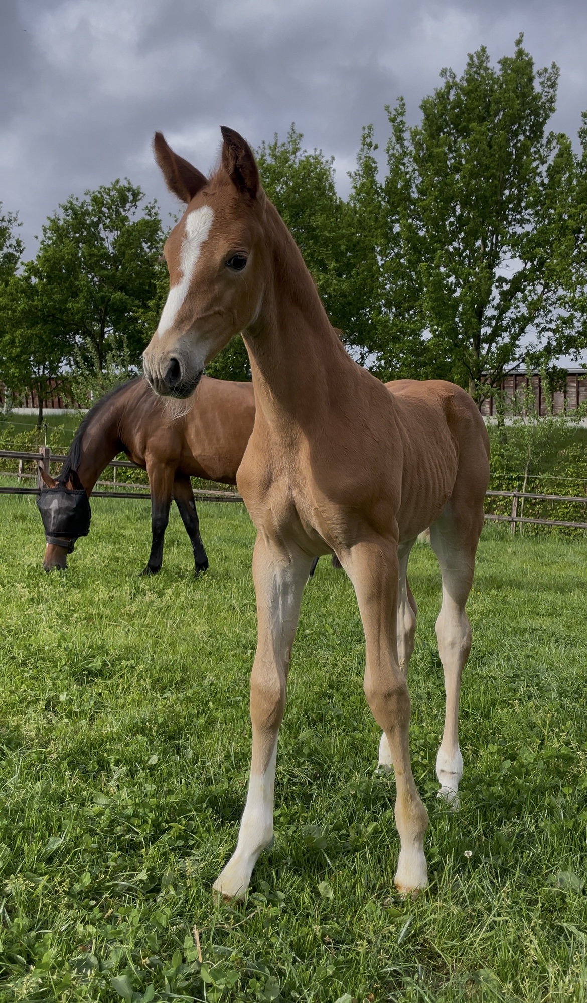 Veni Vidi Vici SK (Emerald van 't Ruytershof x Phin Phin)