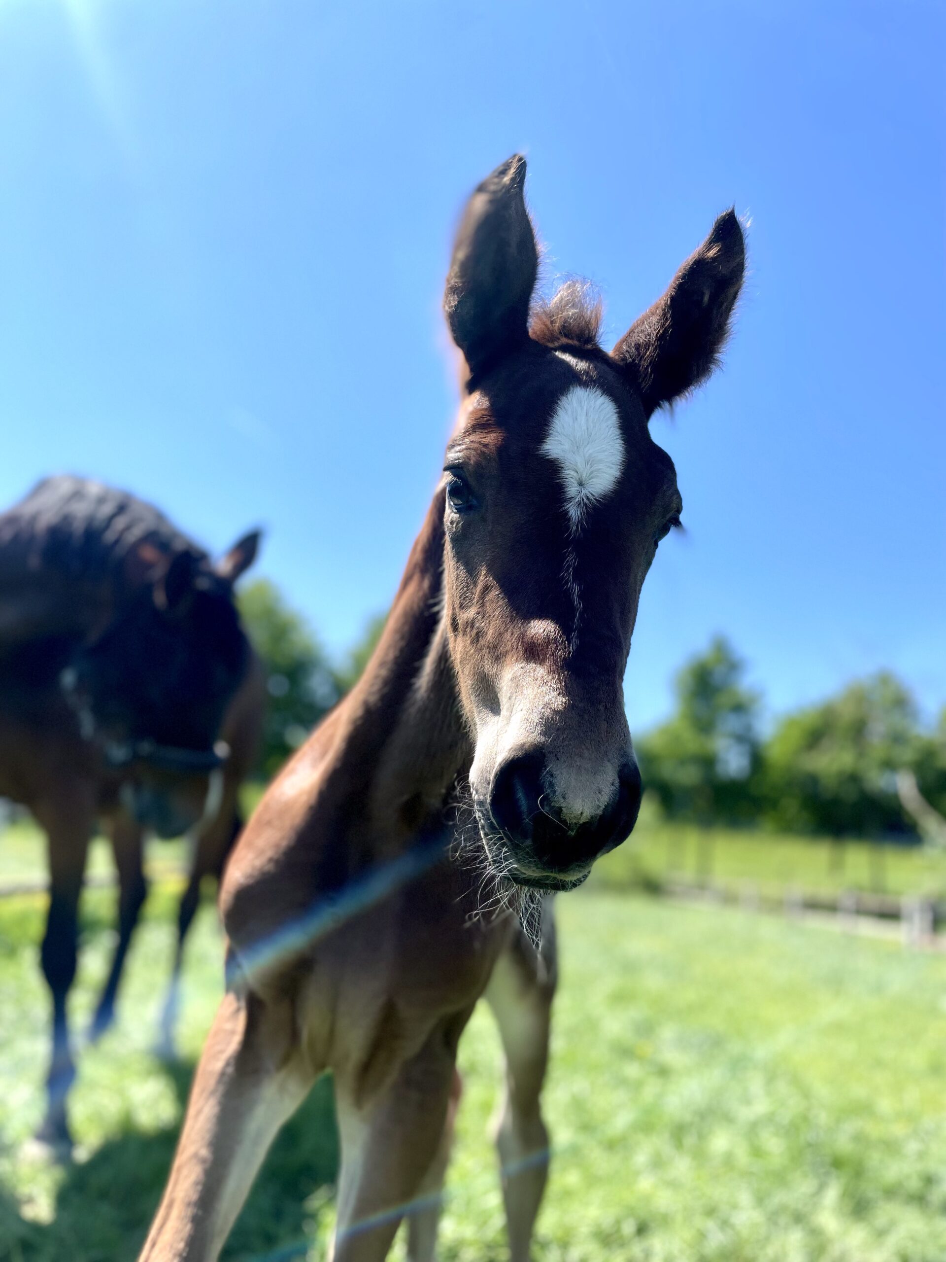 Voilà SK (Emerald van 't Ruytershof x Qualito)